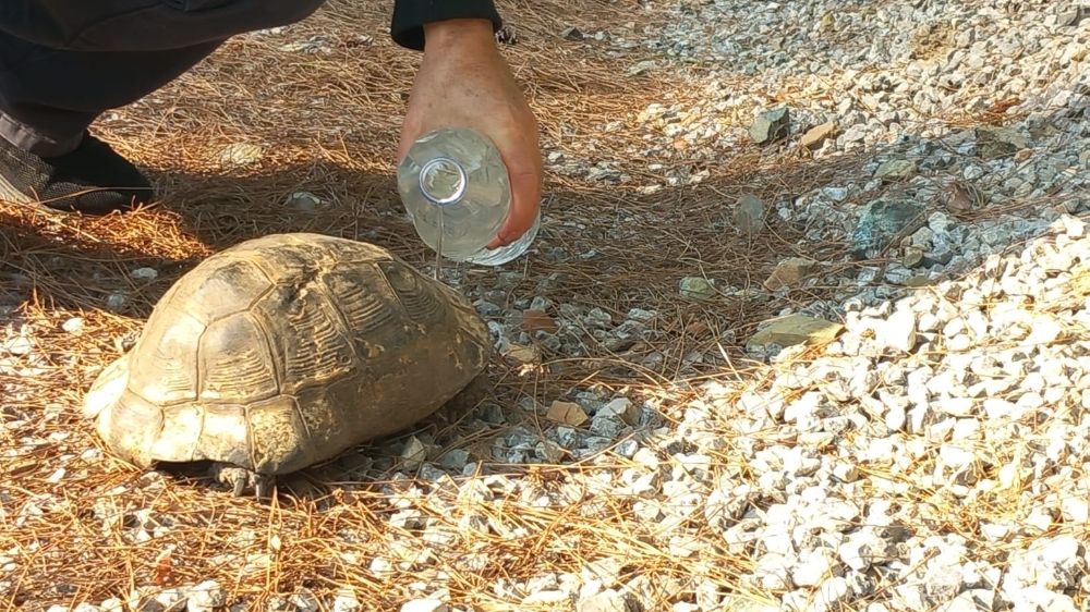 Muğla'da alevlerden kaçan kaplumbağa güvenli alana bırakıldı