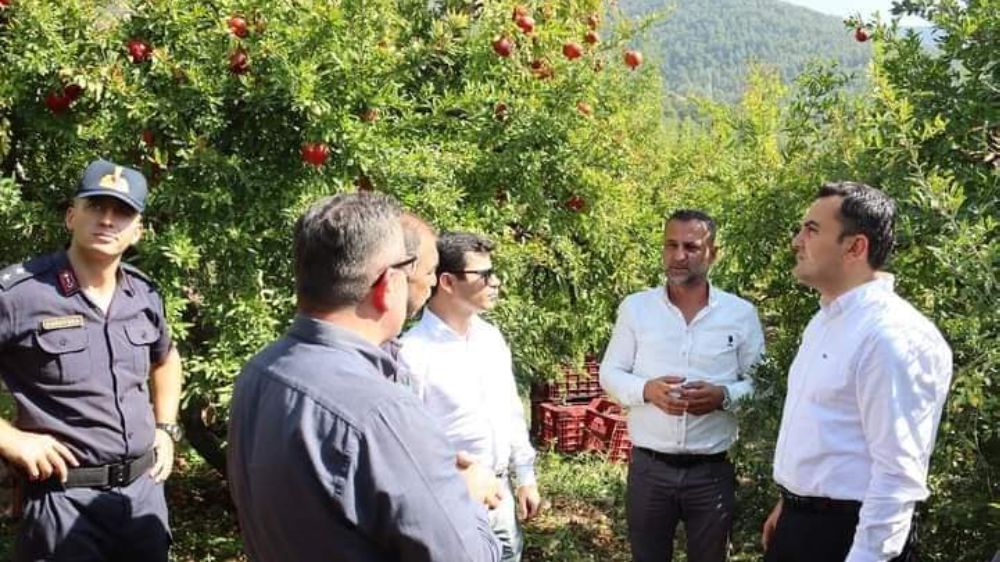 Nar Hasadına Kaymakam Musa Kazım Çelik'te Katıldı.