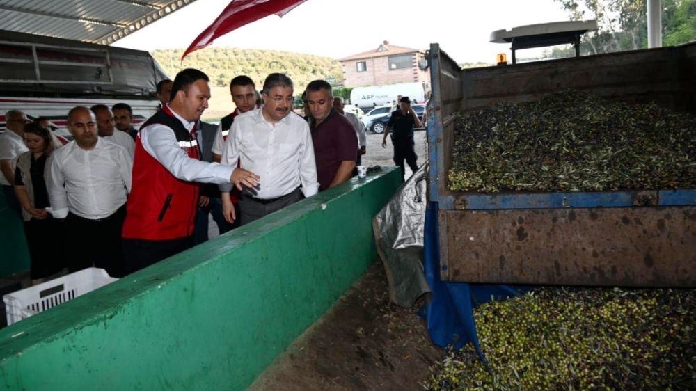 Osmaniye'de zeytin hasadı başladı 125 bin ton zeytin rekoltesi bekleniyor