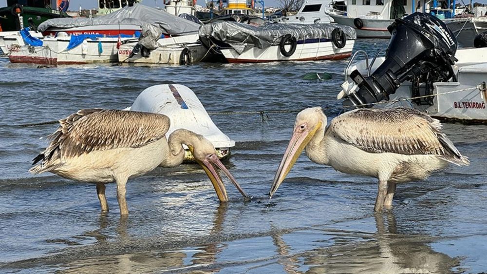 Pelikanlar Türkiye'ye göç ediyor ve gitmek istemiyor, nedeni çok şaşırtacak!