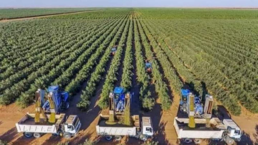 Suudiler 20 milyon zeytin ağacı Dikimi yaptı