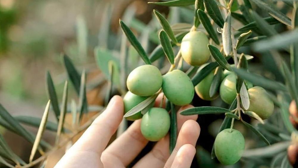 Zeytin Hasadı öncesi Zeytin maliyeti çıktı  üreticinin beklentisi büyük