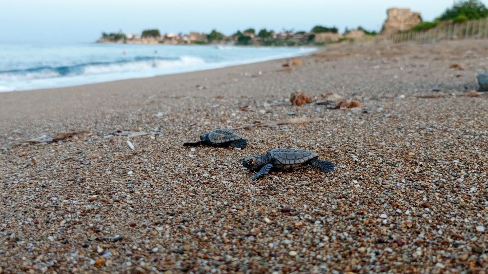 Antalya'da deniz kaplumbağaları için büyük başarı 458 bin yavru denizle buluştu