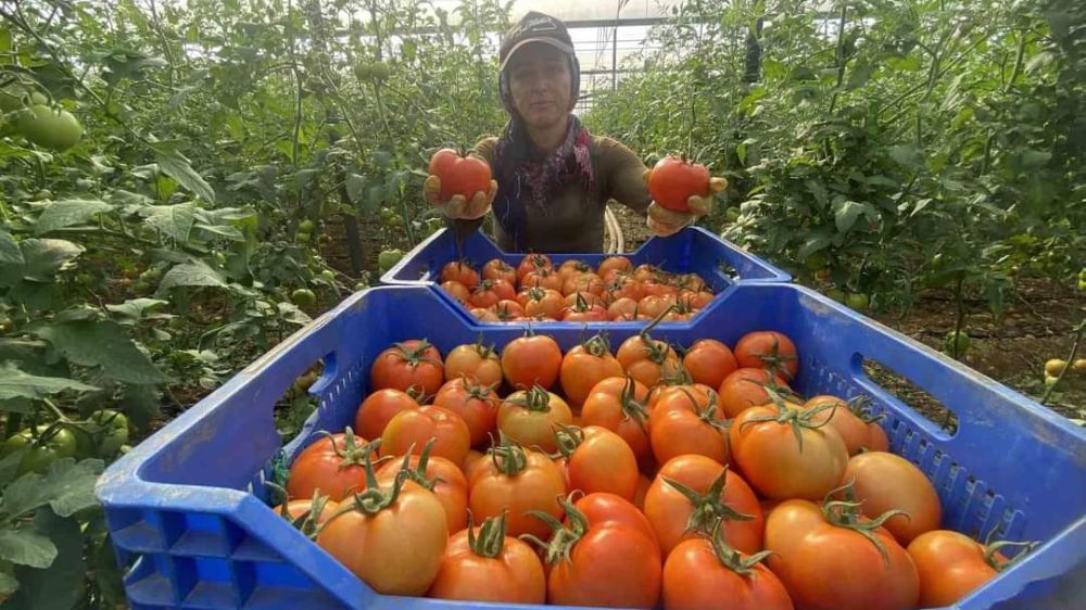 Antalya’da Ekim ayında domates üretimi  geçen aya göre arttı