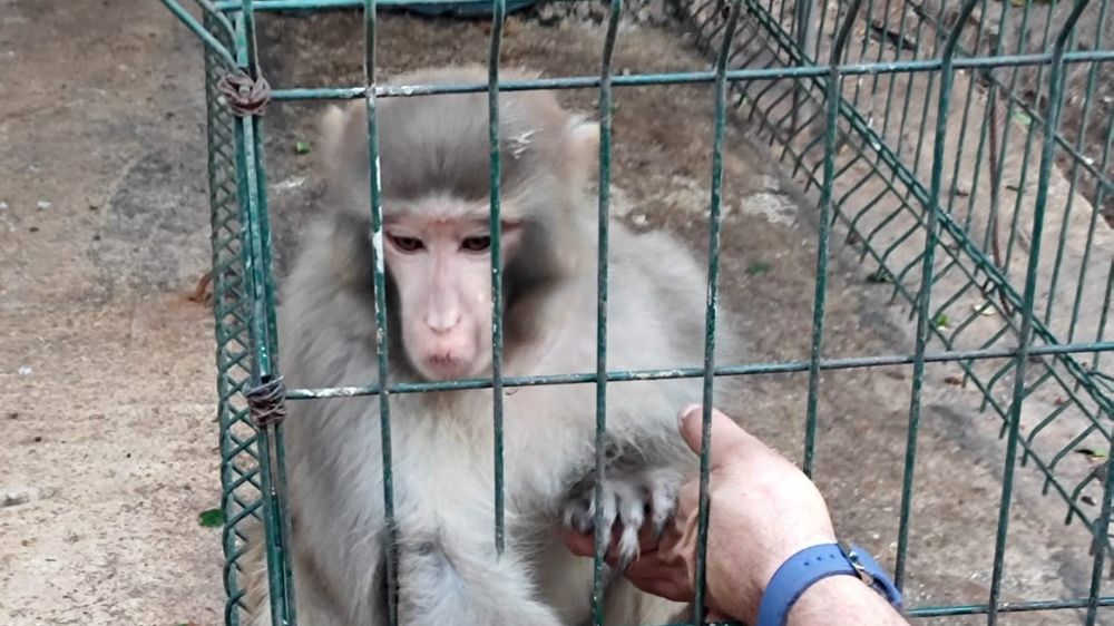 Antalya’da izinsiz bulundurulan Rhesus Maymununa el konuldu