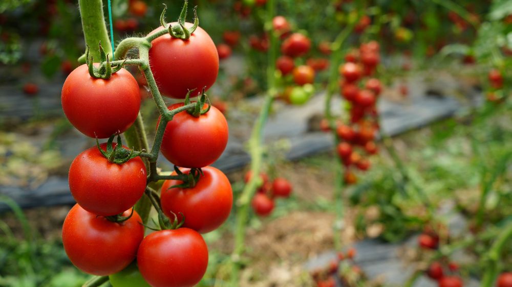 Antalya Ticaret Borsası'ndan Ekim ayı domates, sebze ve meyve endeks değerleri açıklandı