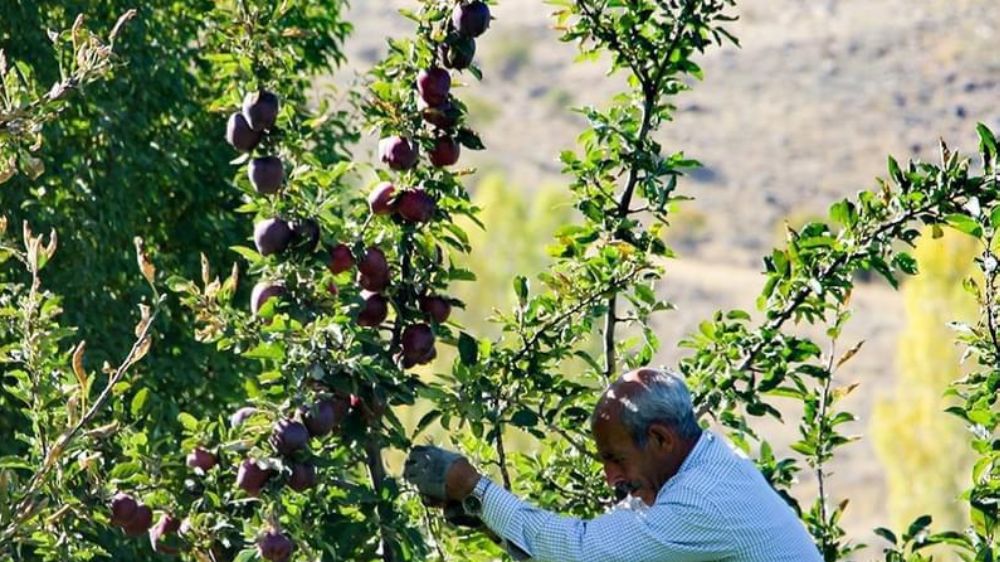 Bu Elma Çok Özel Hasadı başladı 