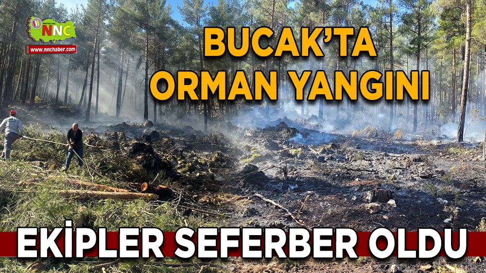 Bucak'ta orman yangını! Ekipler seferber oldu