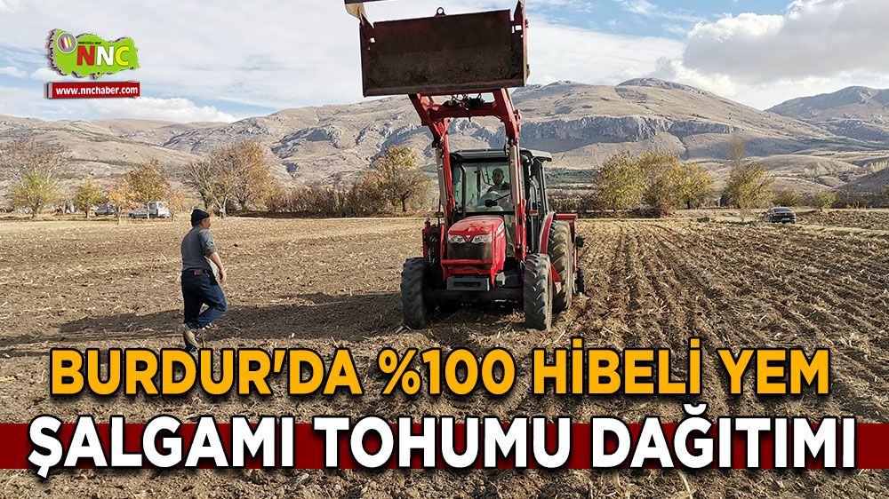 Burdur'da %100 Hibeli Yem Şalgamı Tohumu Dağıtımı