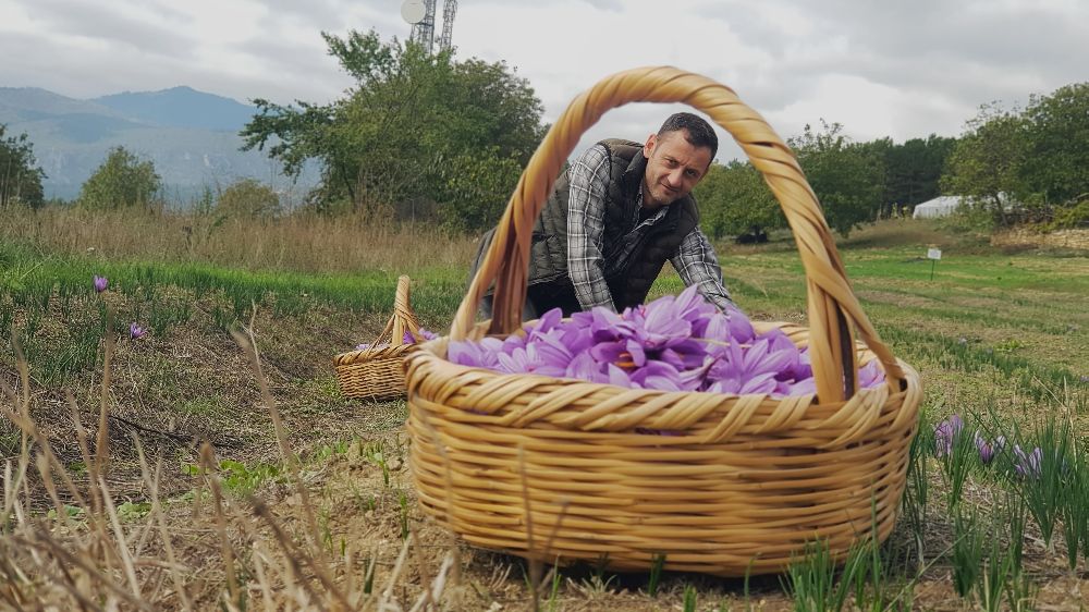 Dünyaca ünlü safranda hasat tamamlandı Yeni ürünün satış fiyatı belli oldu