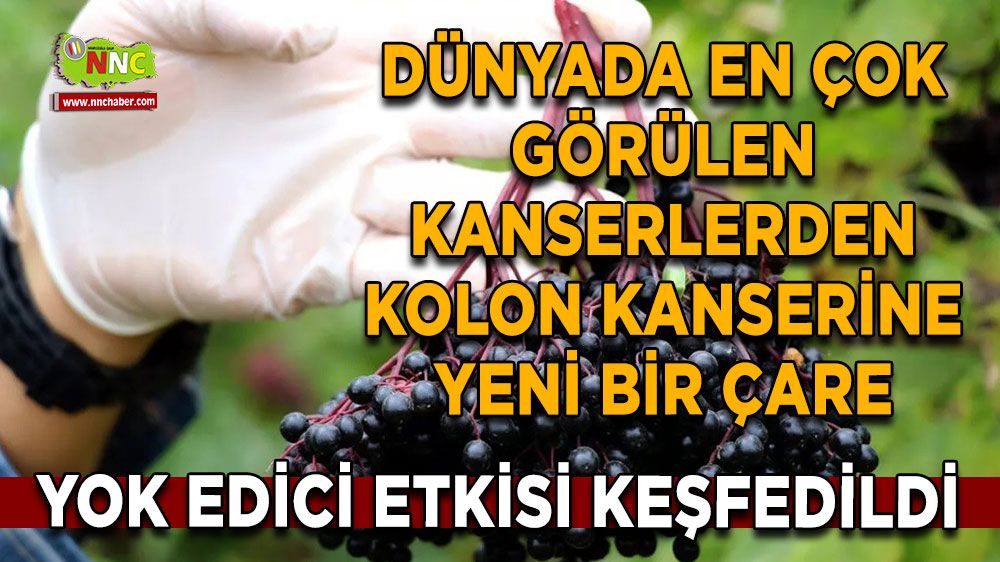 Kolon kanserine yeni çare! Yok edici etkisi keşfedildi