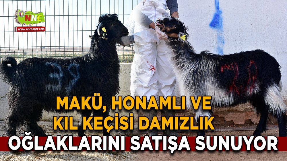 MAKÜ Honamlı ve Kıl Keçisi Damızlık Oğlakları Satışta