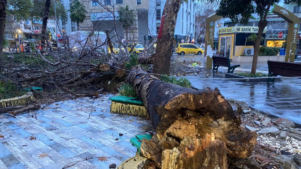 Antalya'da aşırı yağışlar asırlık çınar ağacını devirtti