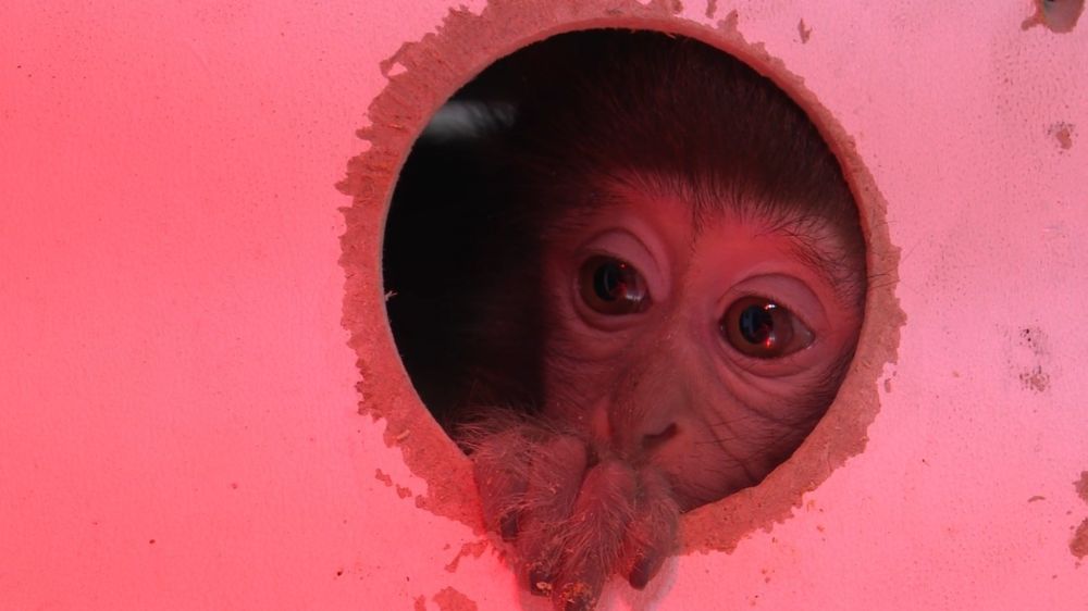 Antalya'da yakalanan Rhesus Maymunu yeni evi Doğal Yaşam Parkı