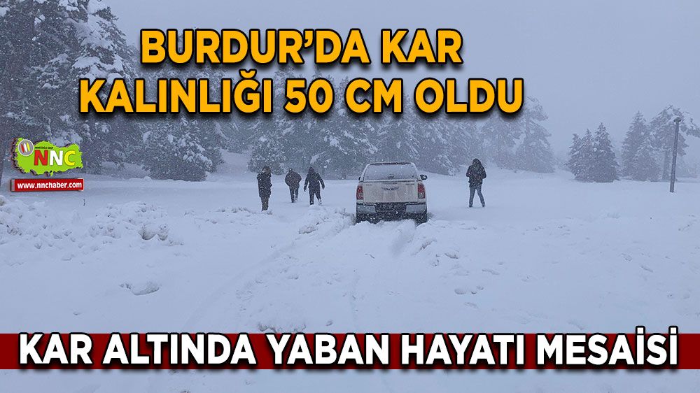 Burdur’da kar kalınlığı 50 cm oldu Kar altında yaban hayatı mesaisi