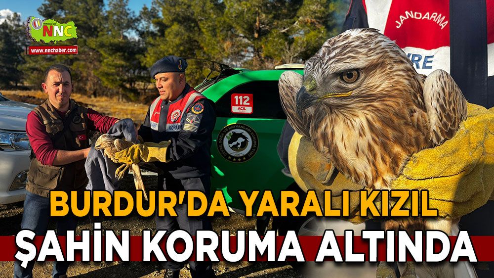 Burdur'da yaralı kızıl şahin koruma altında