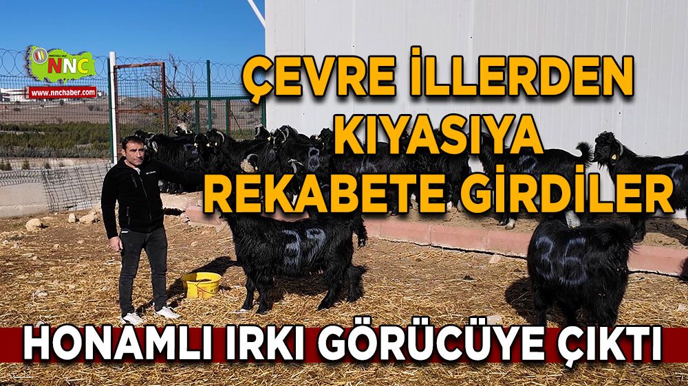 Çevre illerden kıyasıya rekabete girdiler Honamlı ırkı görücüye çıktı