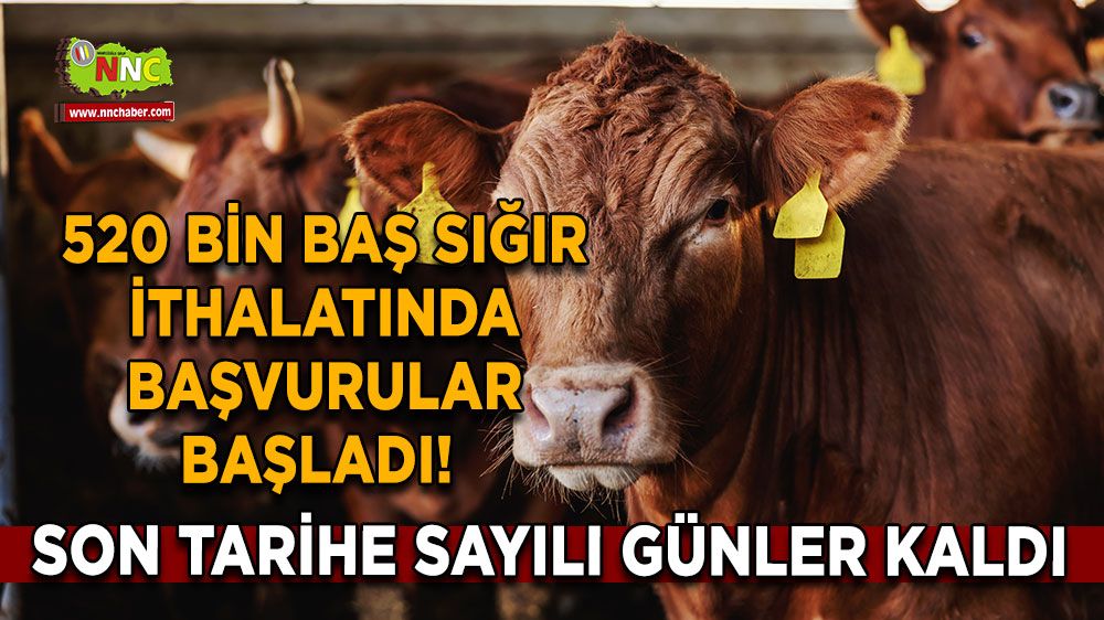 İthalat dönemi başladı Bu tarihe kadar sığır için başvuru yapabilirsiniz