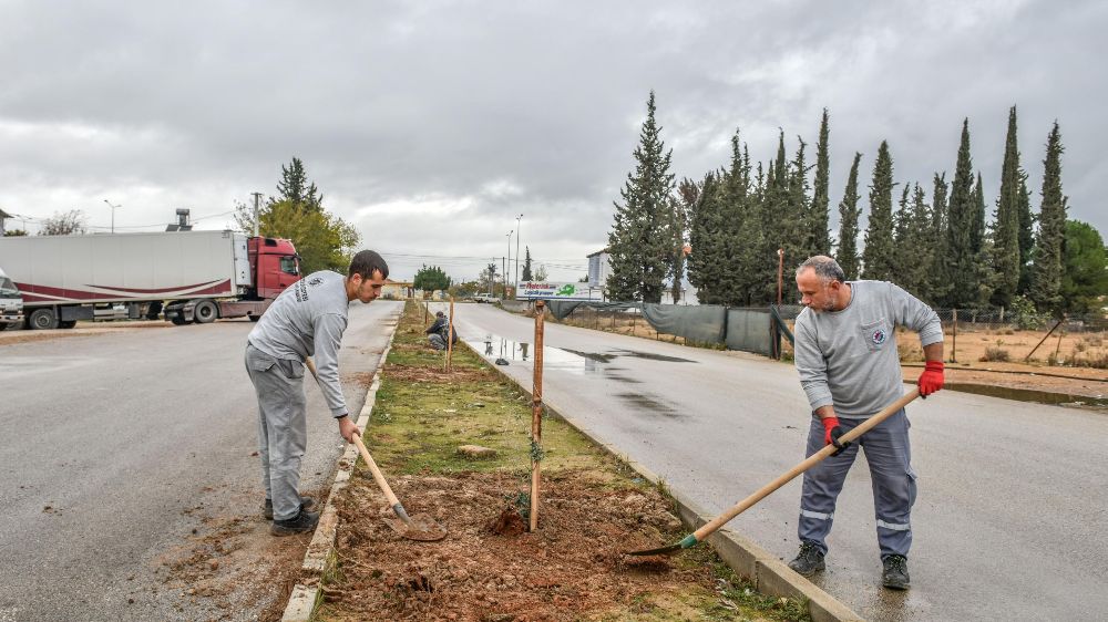 Kepez Belediyesi, Lyrboton Kome'yi zeytin ağaçlarıyla yeşillendiriyor