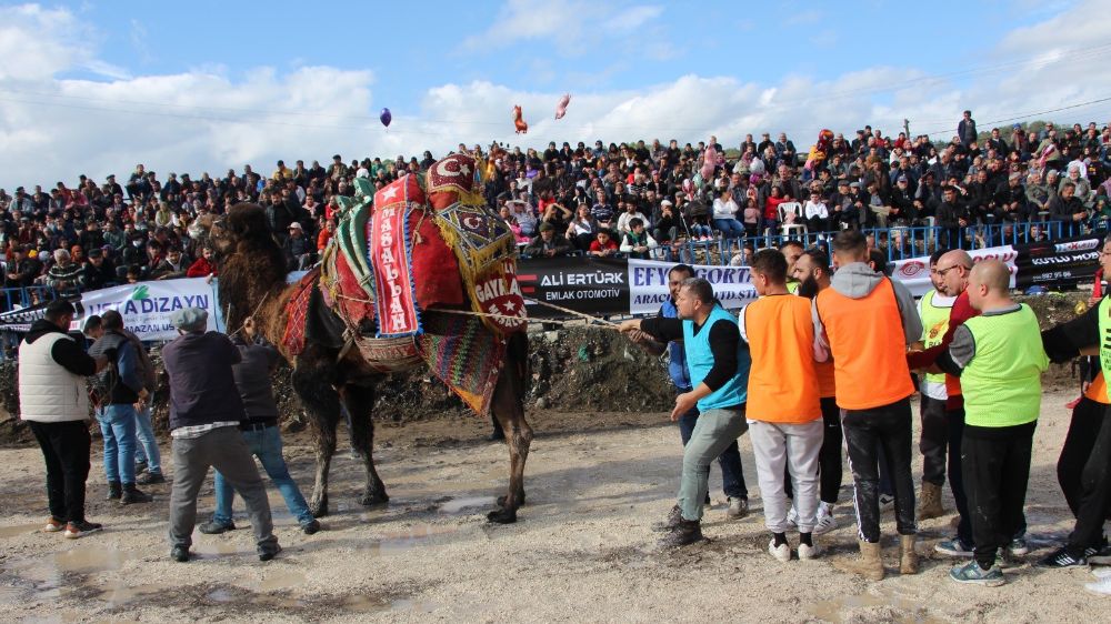 Kumluca'da geleneksel deve güreşleri coşkuyla başladı