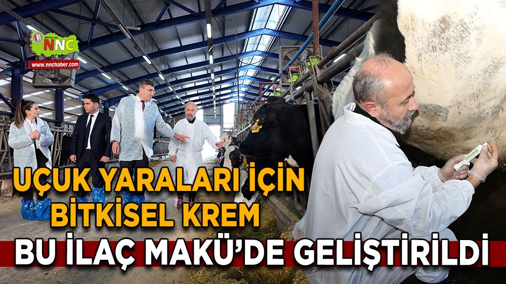 MAKÜ’lü Bilim İnsanından Bitkisel Krem Hayvanların Meme Yaralarına Çözüm