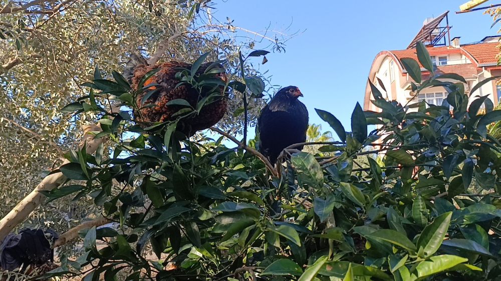 Manavgat'taki sel felaketi Tavuklar ağaç tepelerine tünedi