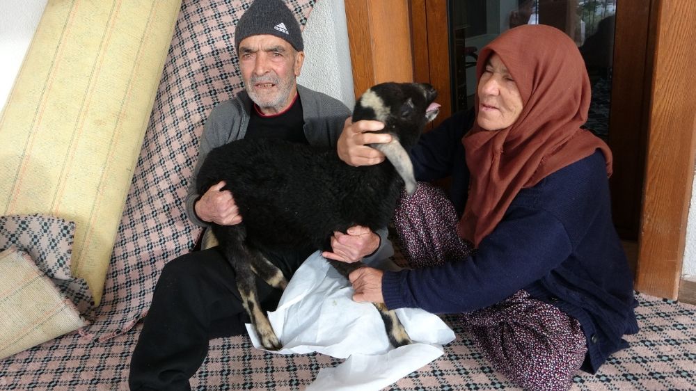 Naciye Nine, kar yağışıyla mahsur kaldığı kuzusuna kavuştu 'Hayatımı kuzularıma borçluyum'