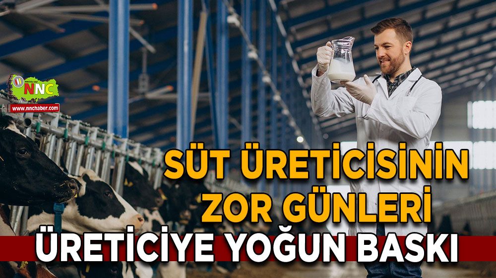 Süt üreticisinin zor günleri Üreticiye yoğun baskı. 1 lira baskısı gündemde!