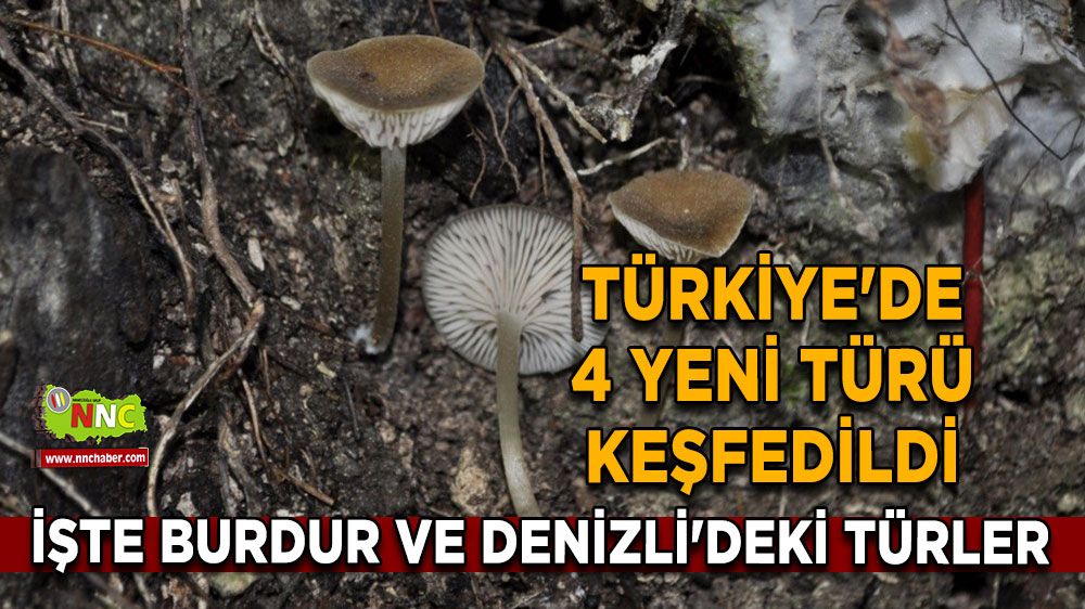 Türkiye'de 4 yeni türü keşfedildi İşte Burdur ve Denizli'deki türler