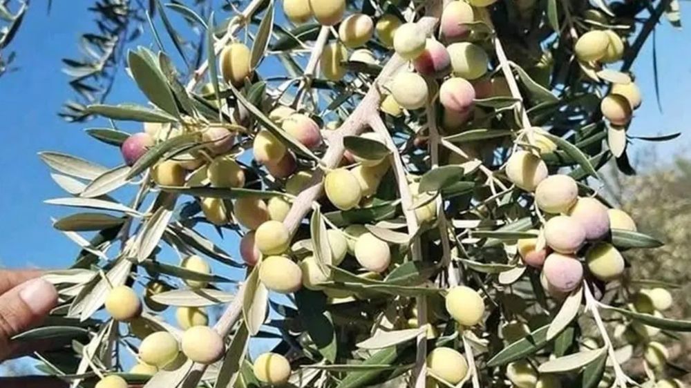 Zeytinyağı ve zeytin üreticisi destek bekliyor! Maliyetler yükseldi, fiyatlar düşüşte