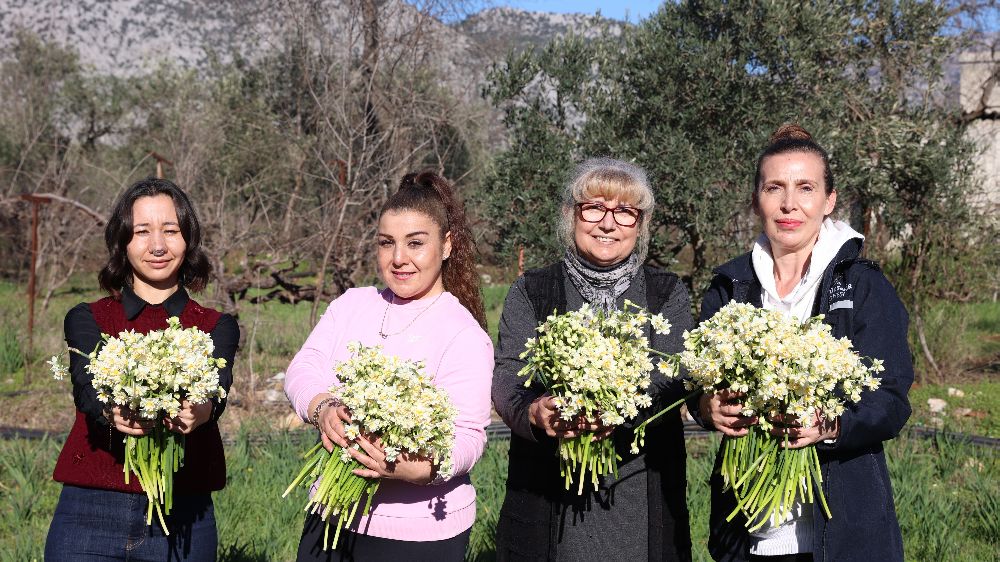 Antalya'da kadın kooperatiflerinin gücü Nergis hasadı ek gelir sağlıyor