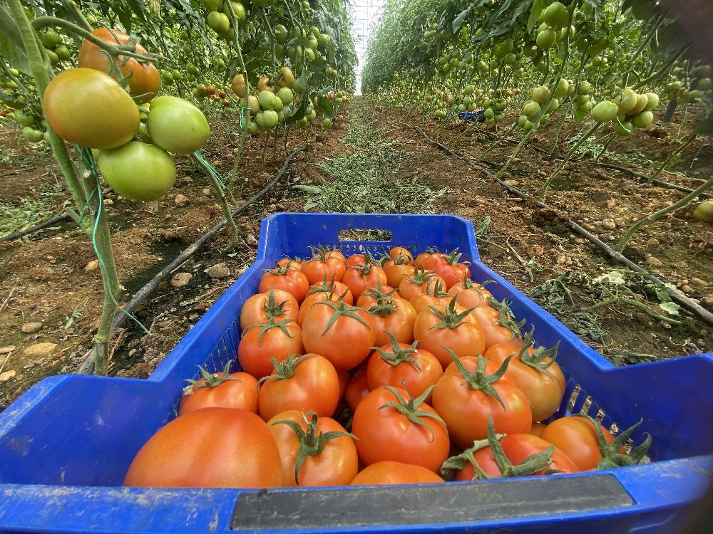 Antalya hallerinde aralık ayı Fiyatlar yükseldi, miktarlar azaldı