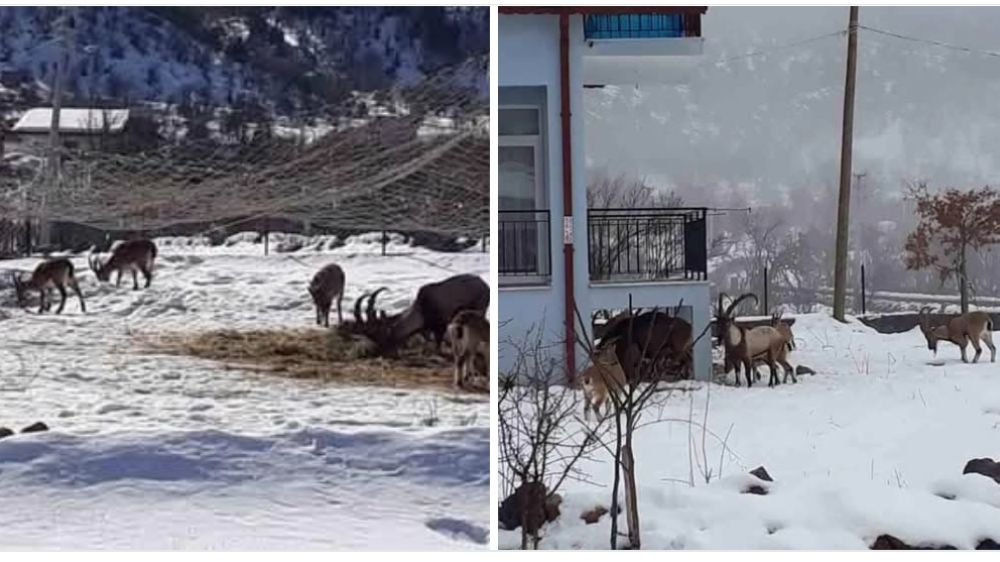 Antalya’nın ürkek misafirleri yaban keçileri mahalleye indi