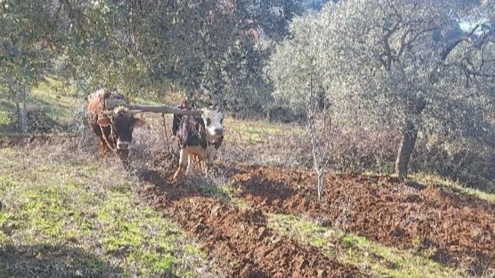 Aydın dağlarında çiftçilerin zorlu mücadelesi Öküzlerle tarım devam ediyor