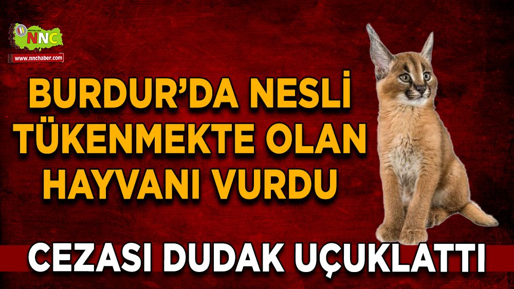 Burdur'da nesli tükenmekte olan hayvanı vurdu Cezası dudak uçuklattı