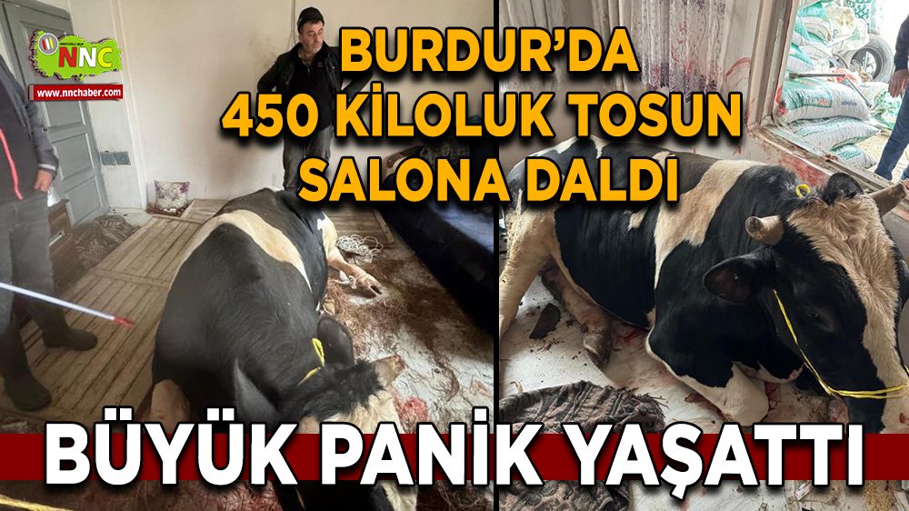  Burdur’da şaşırtan olay 450 Kiloluk tosun salona daldı