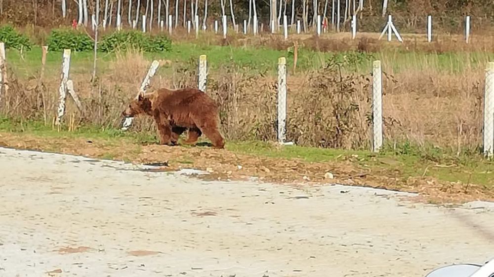 Bursa'da ayı barınaktan kaçtı 9 gün sonra yakalandı