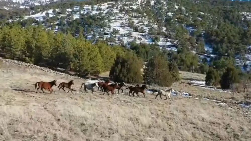  Denizli'de yılkı atları doğada özgürce koşuyor