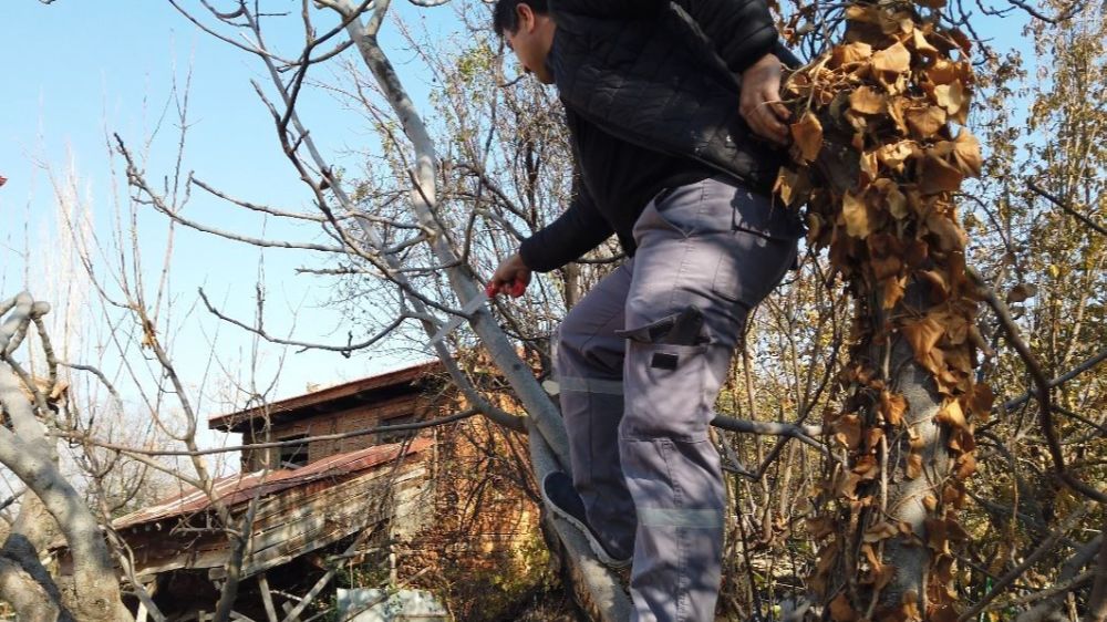 Emekliler ve kadınlar doğayla iç içe ağaç budama öğreniyor