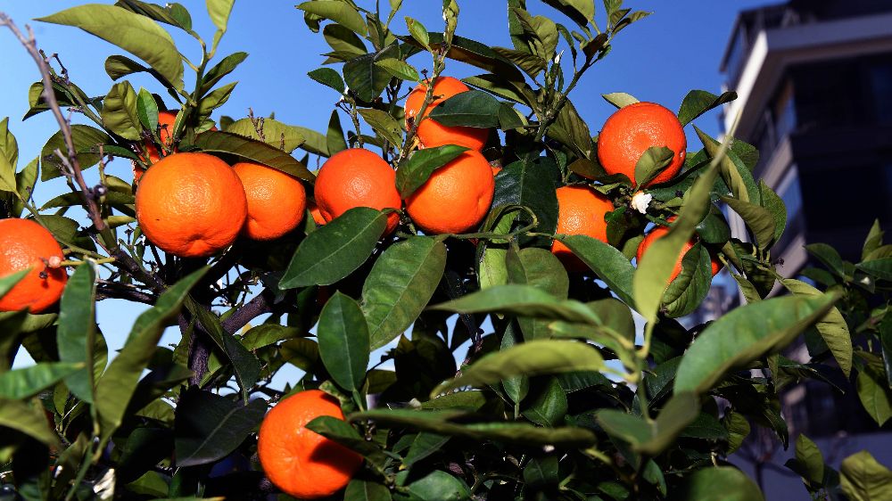 Muratpaşa’dan Girne’ye yeşil hediye 700 fidan dağıtılacak