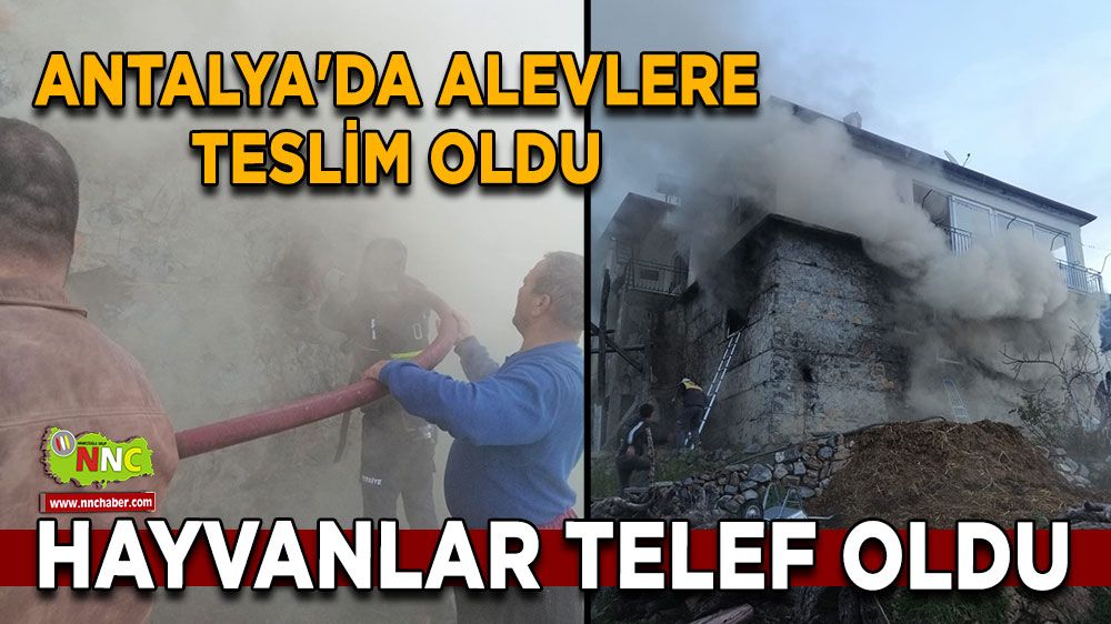 Antalya'da alevlere teslim oldu Hayvanlar telef oldu