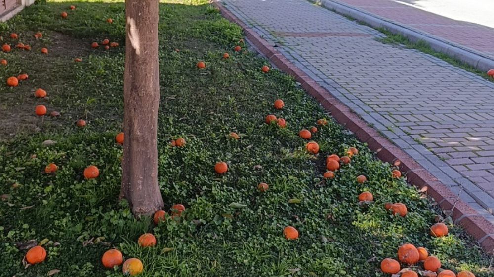 Antalya'da şiddetli fırtına turunçları yollara döktü Temizlik ekipleri sürekli topluyor