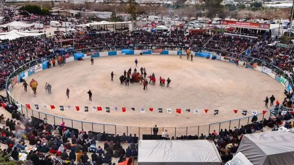 Antalya  Demre Deve Gösterileri Festivali gerçekleştirildi 