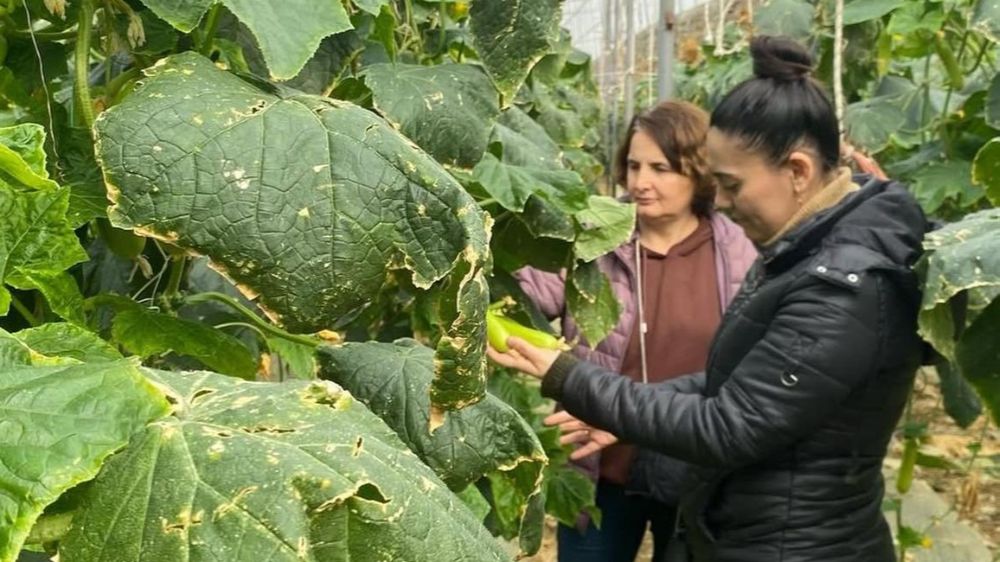 Antalya Gazipaşa’da çiftçilere sürdürülebilir tarım için biyolojik mücadele eğitimi