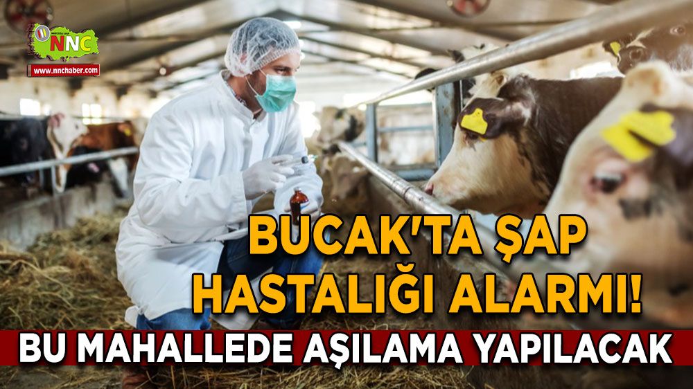 Bucak'ta şap hastalığı alarmı! Bu mahallede aşılama yapılacak