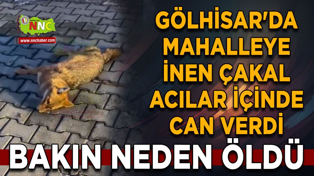 Burdur Gölhisar'da mahalleye inen çakal acılar içinde can verdi