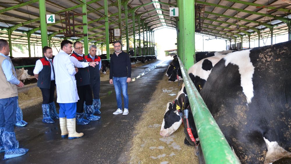 Denizli’de İlkbahar Şap Aşılama Kampanyası başladı