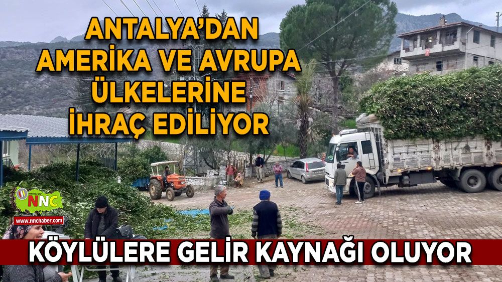 Hasat edilip dünyaya gönderiliyor Antalya'da köylünün cebine fayda sağlıyor