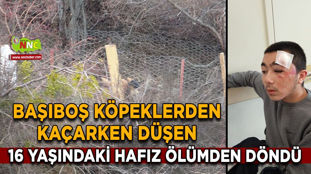 Isparta’da başıboş köpek dehşeti Genç hafız ölümden döndü