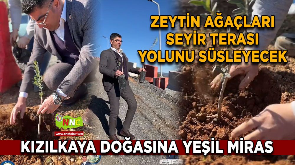 Kızılkaya doğasına yeşil miras Zeytin ağaçları süsleyecek